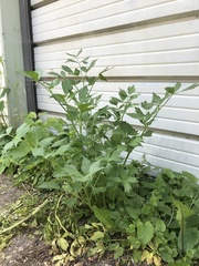 Levisticum officinale