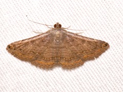 Toxonprucha pardalis