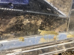 Gonodactylus chiragra