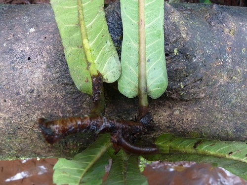 Ficus sagittifolia image