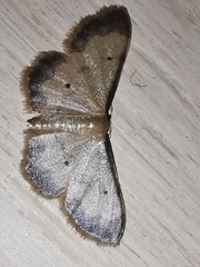 Idaea politaria