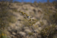 Polioptila melanura