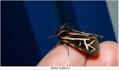 Apantesis williamsii