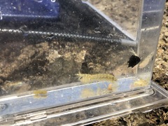 Gonodactylus chiragra