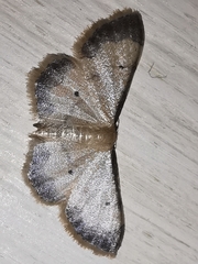 Idaea politaria