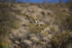 Polioptila melanura