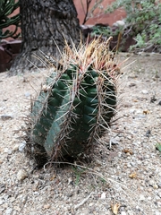 Thelocactus bicolor