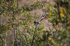 Polioptila melanura
