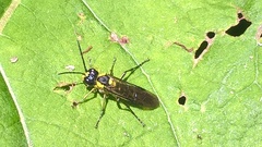 Tenthredo mesomela