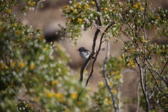 Polioptila melanura