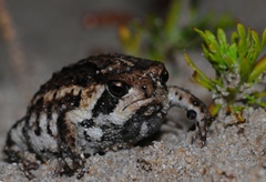 Breviceps rosei rosei