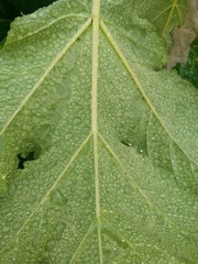 Heracleum sosnowskyi