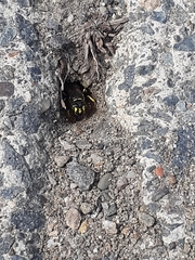 Aphilanthops frigidus