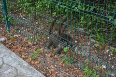 Nasua narica nelsoni