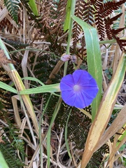 Ipomoea indica