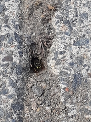 Aphilanthops frigidus