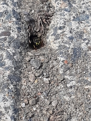 Aphilanthops frigidus