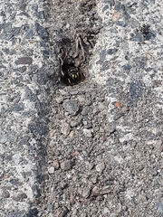 Aphilanthops frigidus