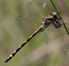 Cordulegaster obliqua
