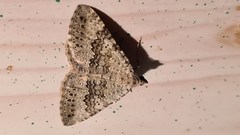 Scotopteryx aelptes