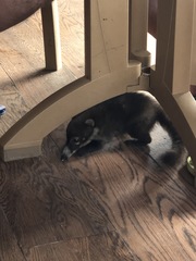 Nasua narica nelsoni