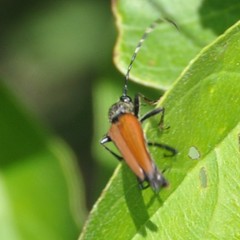Brachyleptura
