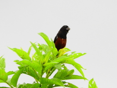 Sporophila angolensis