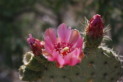Opuntia pilifera