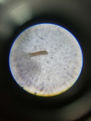 Erpetogomphus bothrops