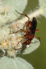 Tachypompilus unicolor