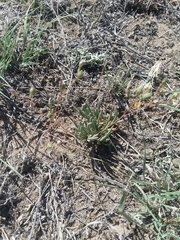 Phemeranthus confertiflorus