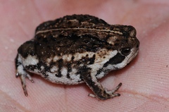 Breviceps rosei rosei