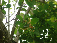 Tabernaemontana cymosa
