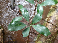 Ficus craterostoma