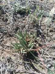 Phemeranthus confertiflorus