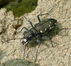 Cicindela ancocisconensis