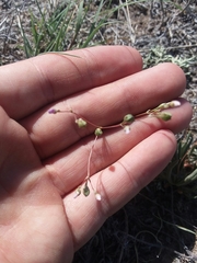 Phemeranthus confertiflorus