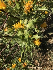 Scolymus hispanicus occidentalis