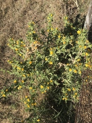 Scolymus hispanicus occidentalis