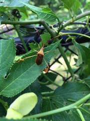 Chondrocera laticornis