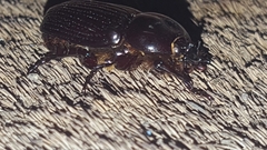 Archophileurus spinosus