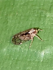 Melanoliarus placitus