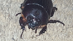 Archophileurus spinosus
