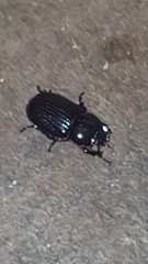 Archophileurus spinosus