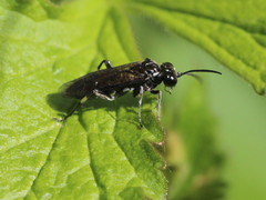 Macrophya albicincta