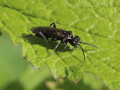 Macrophya albicincta