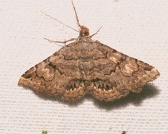 Toxonprucha repentis