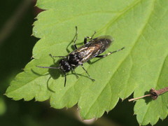 Macrophya albicincta