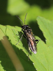 Macrophya albicincta