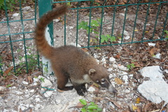 Nasua narica nelsoni